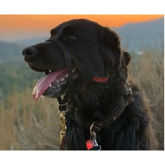 Halti Headcollar
